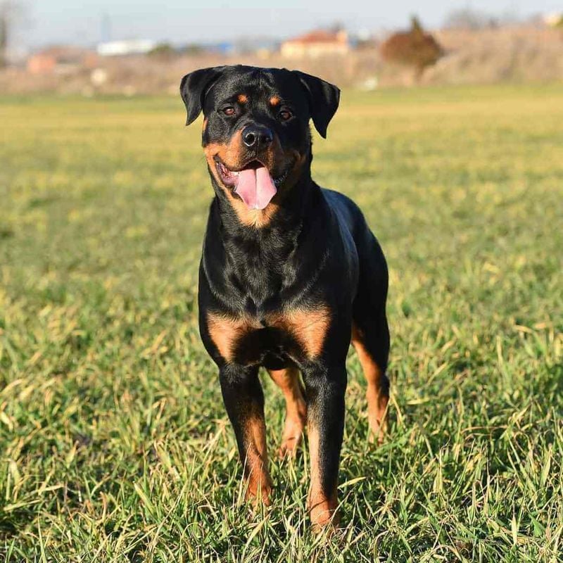 Rottweiler: Gentle Giants Require Expert Guidance