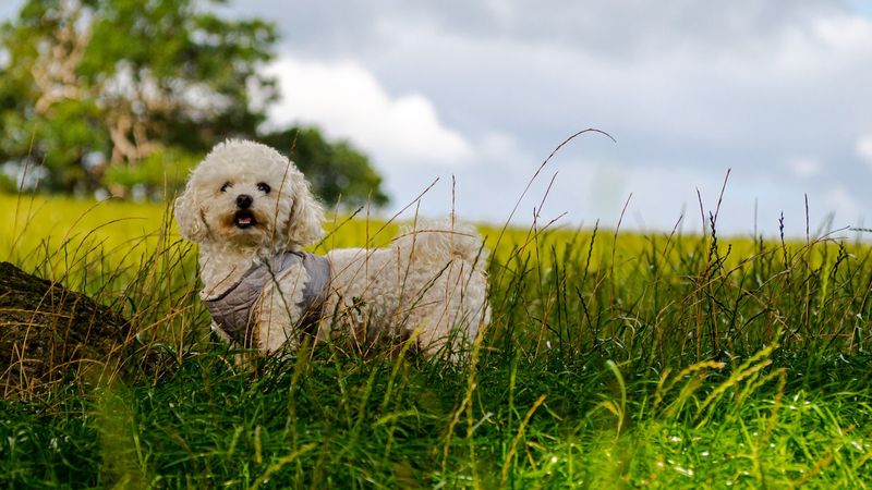 Bichon Frise