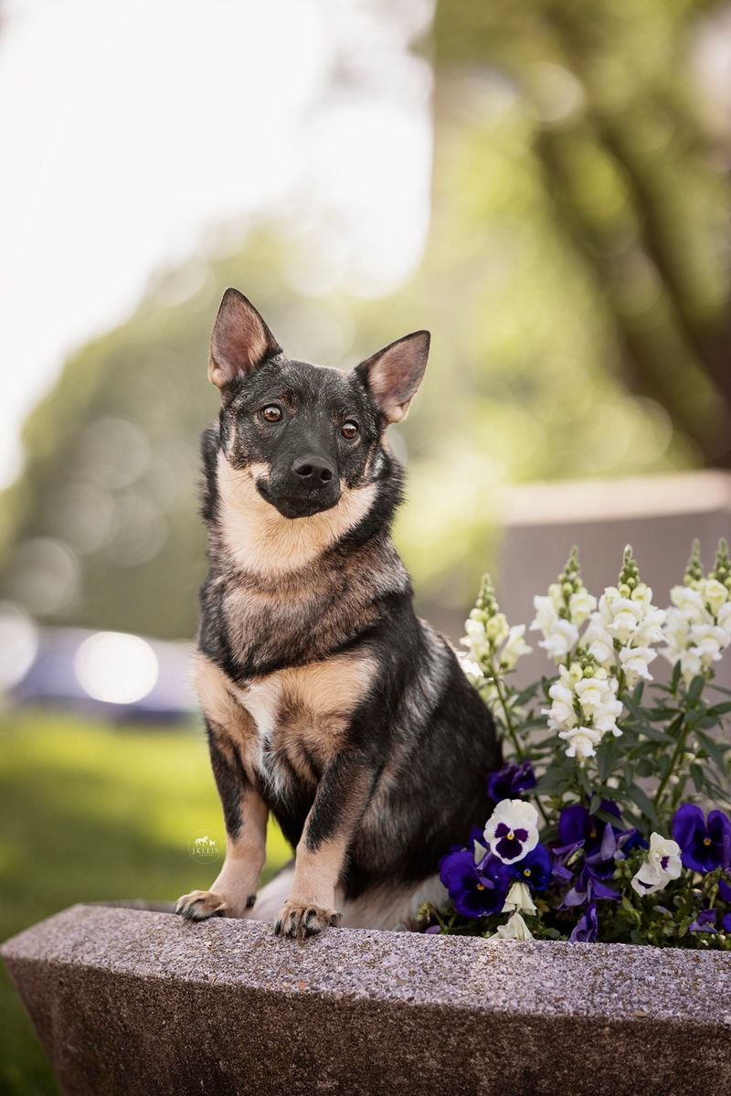Swedish Vallhund