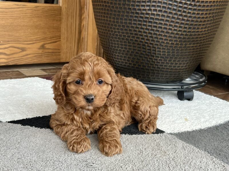 Cockapoo