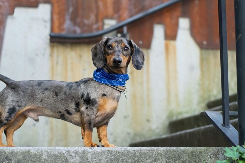 Dachshund: The Feisty Wiener Dog