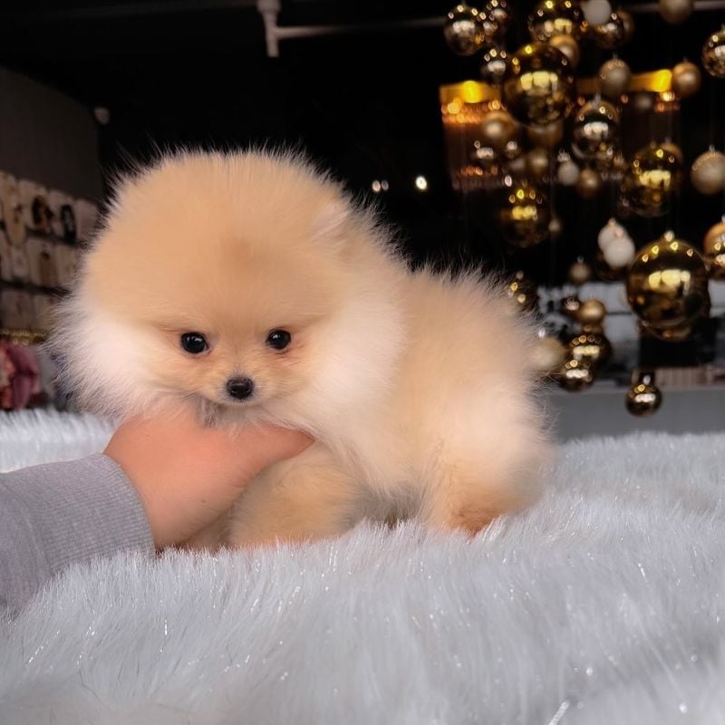 Pomeranian (Teacup): Fluffy Cotton Ball Companion