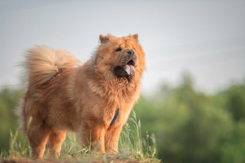 Chow Chow: Ancient Guardians With Reserved Temperaments