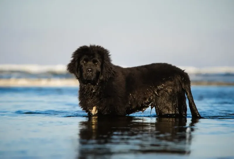 Newfoundland (Black Coat Variant)