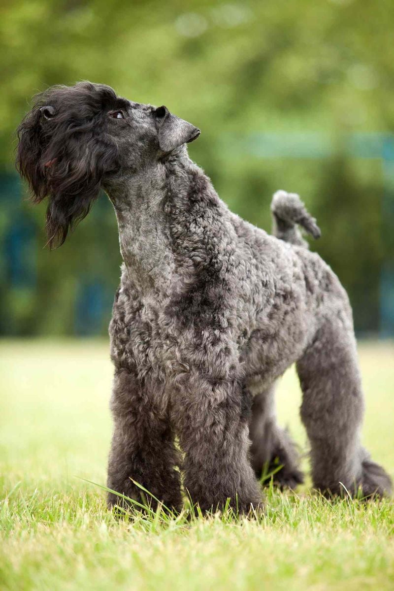 Kerry Blue Terrier: The Blue Beauty Without the Stink