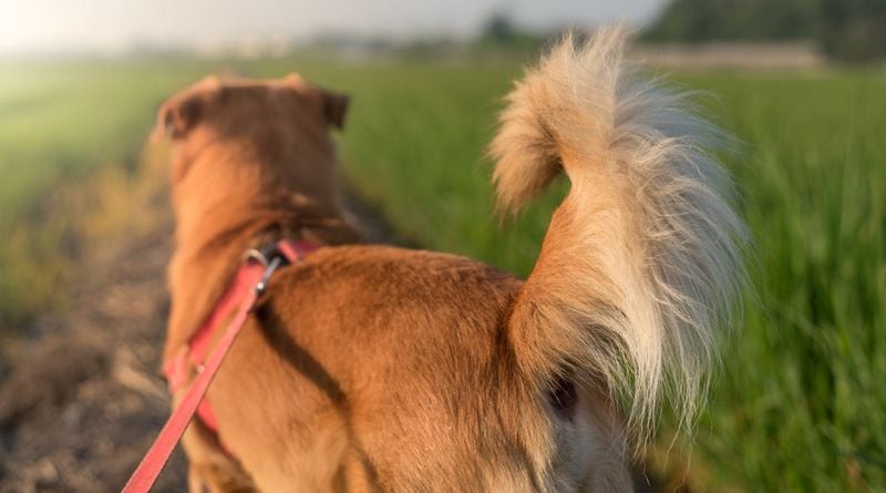 Tail Wagging Communication System