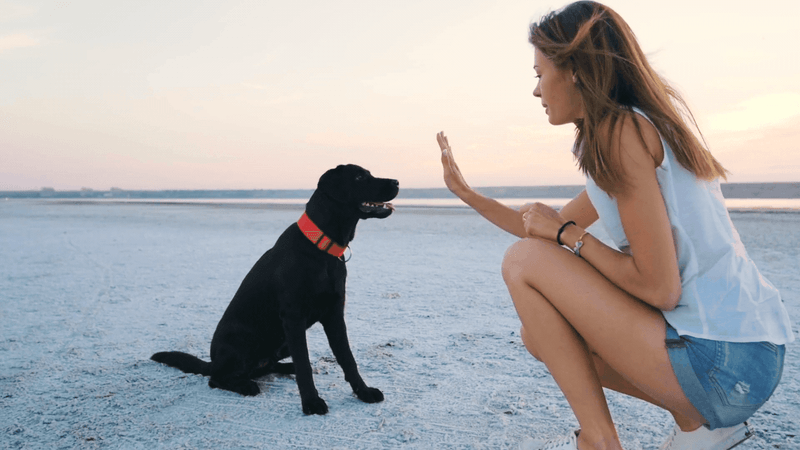 They Obey Your Commands Even When Distracted