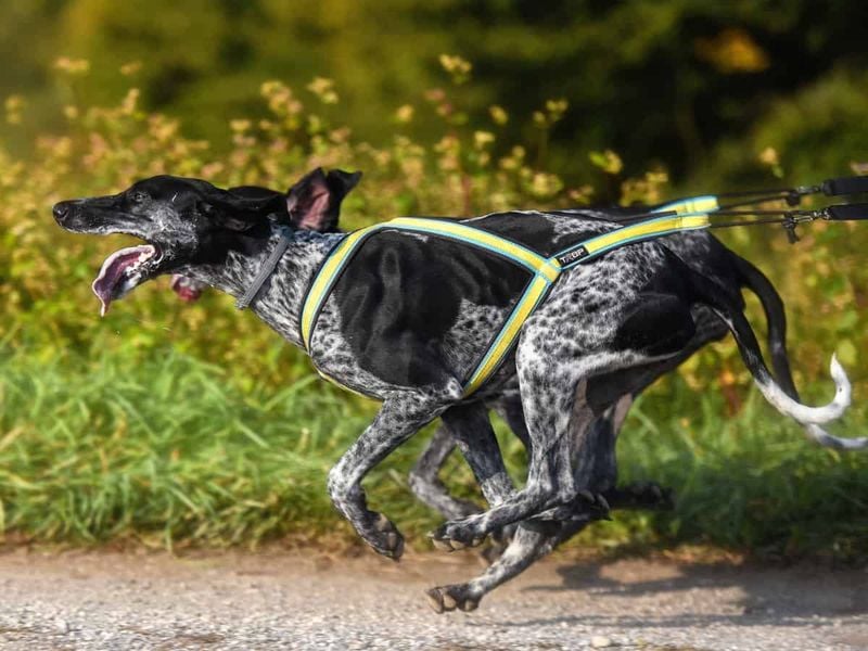 Supports Dog Sports & Activities
