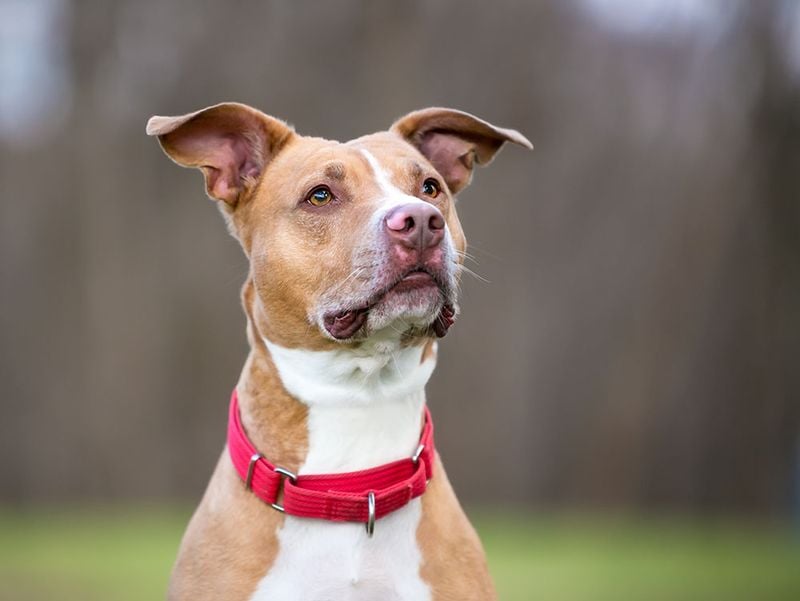 American Pit Bull Terrier