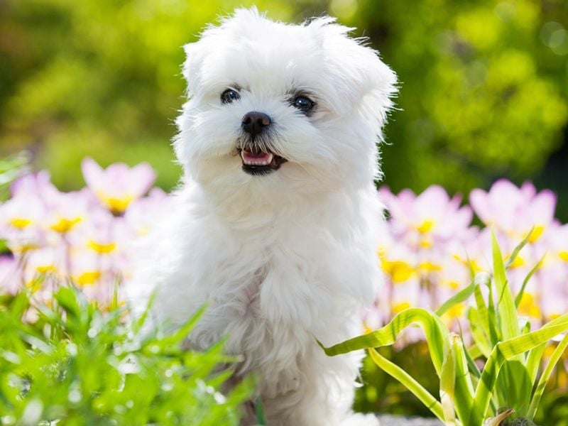 Maltese: Snow-White Fur, Problematic Pearly Whites