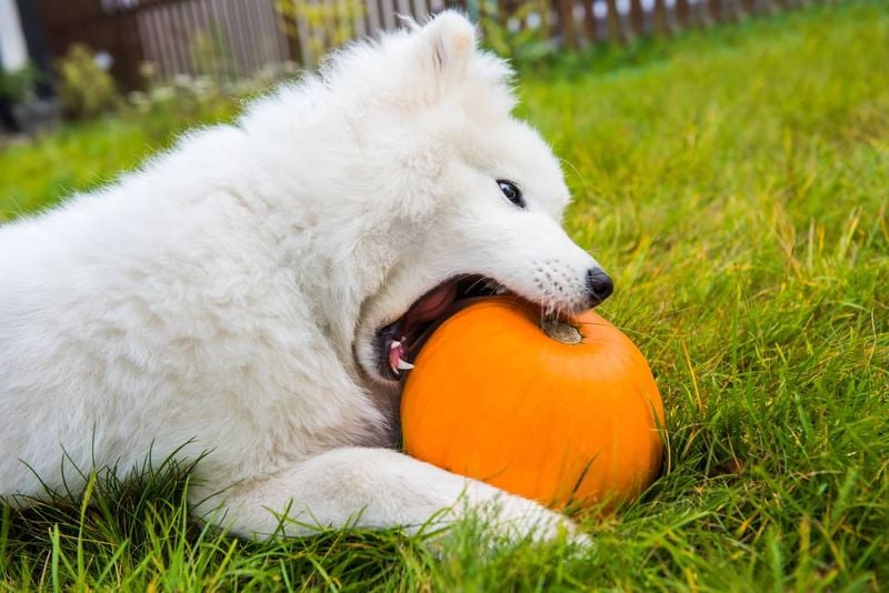 Pumpkin (Plain, Cooked or Canned)