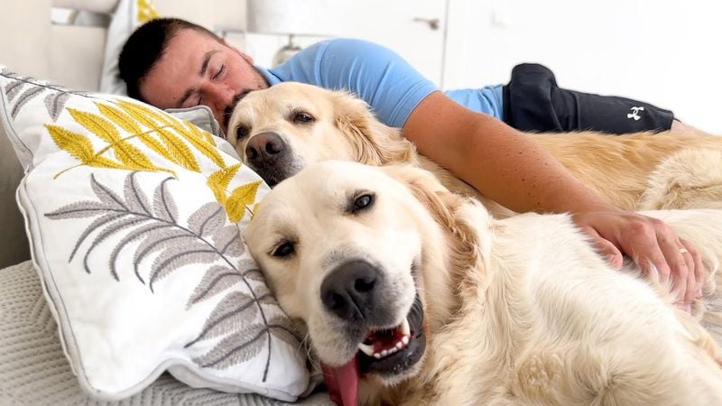 Golden Retriever