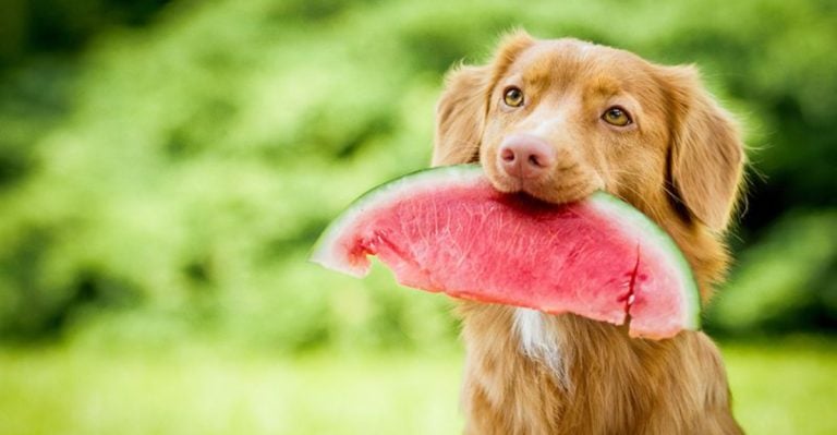 What Fruits Can Dogs Eat? 10 Safe Options and 7 That Could Kill Them