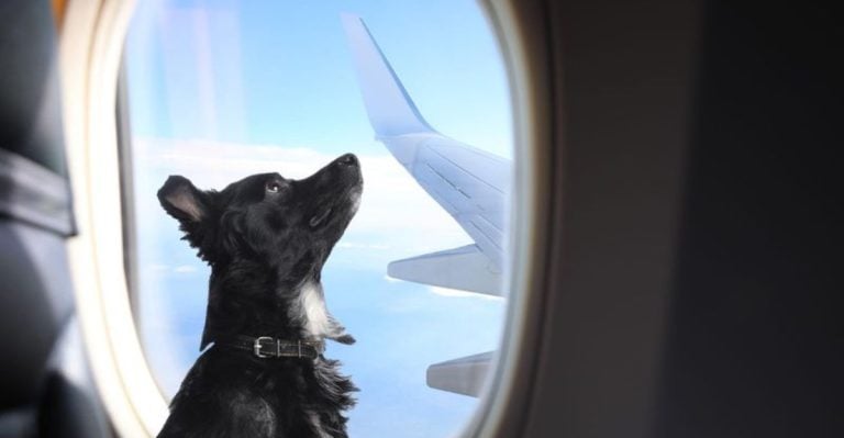 What Is a Dog Passport and How to Get One?