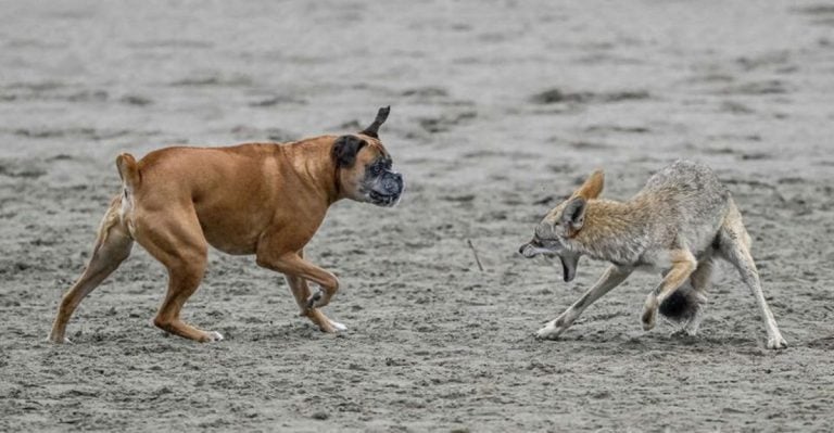 What to Do If You Have a Dog and a Coyote Shows Up In Your Yard (And What Not to Do)