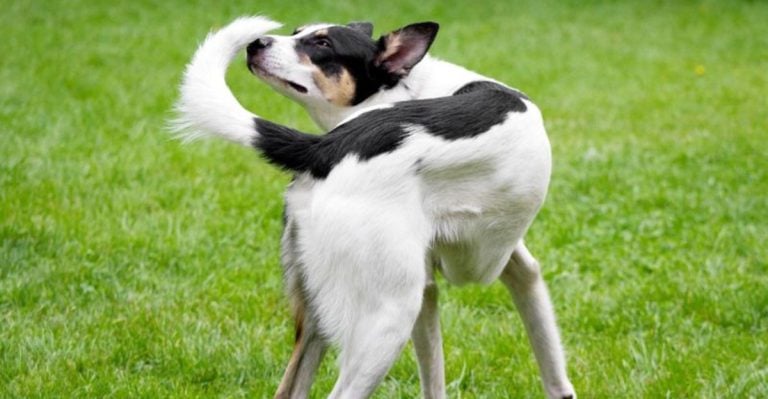 When Your Dog Acts “Off”—18 Behavior Changes You Shouldn’t Ignore