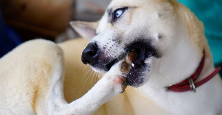 Why Do Dogs Chew Their Paws? The Reasons Will Surprise You