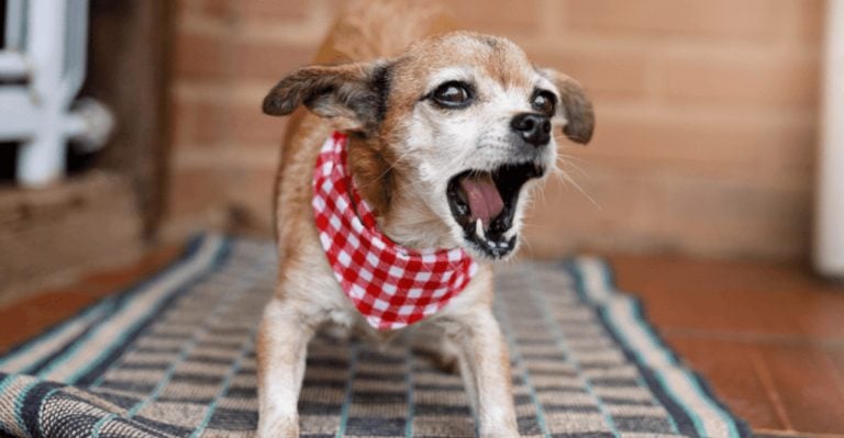 Why Is My Dog Barking So Much? 12 Potential Reasons