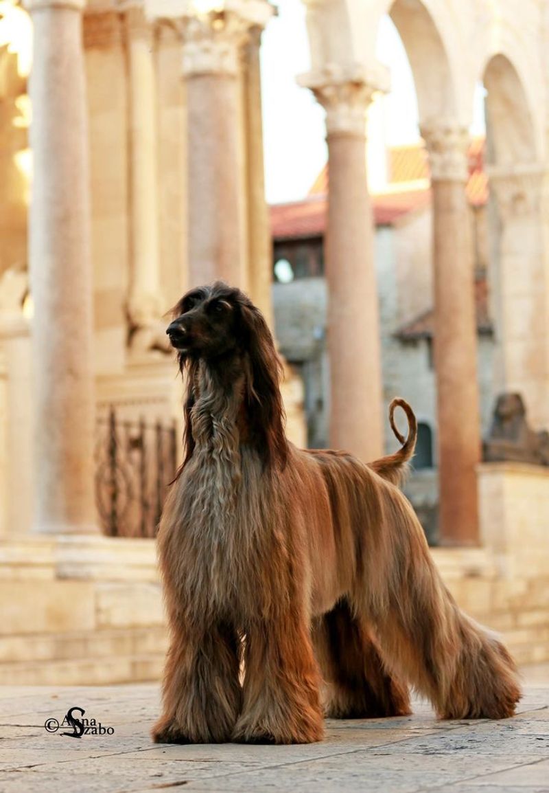 Afghan Hound
