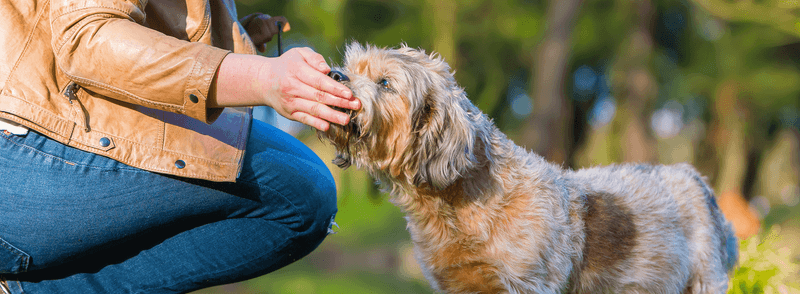 Adjusting Training and Commands for Sensory Loss