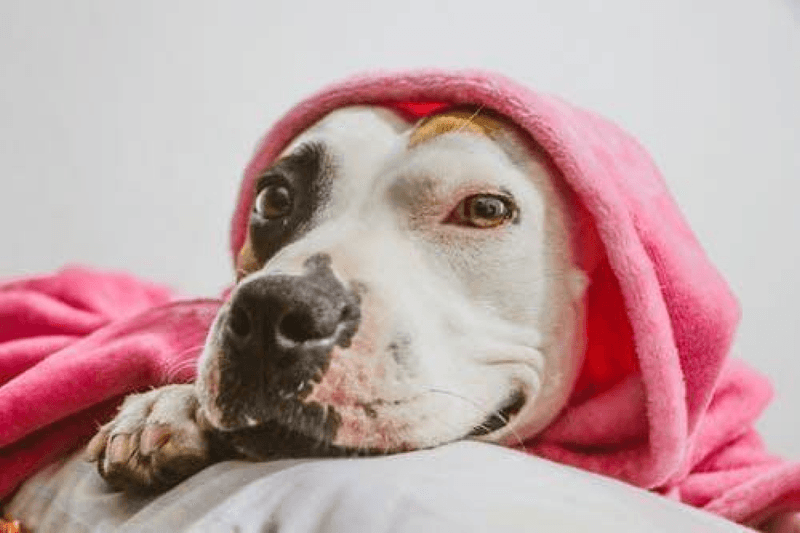 Common Hereditary Health Issues in Modern Pit Bulls