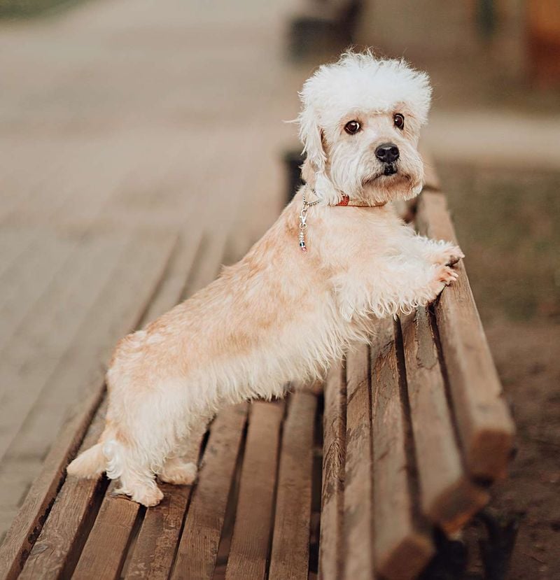 Dandie Dinmont Terrier