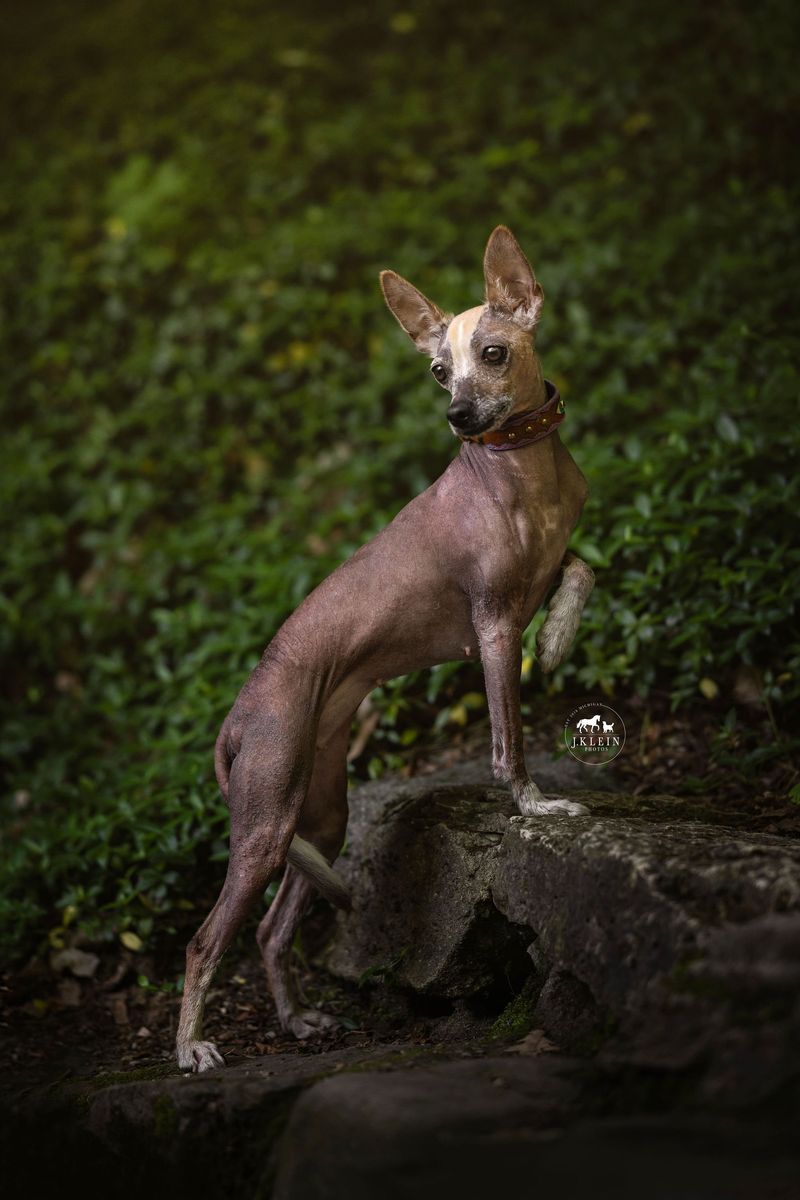 Xoloitzcuintli (Mexican Hairless Dog)