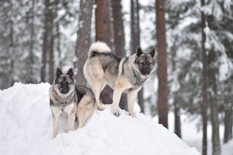 Norwegian Elkhound