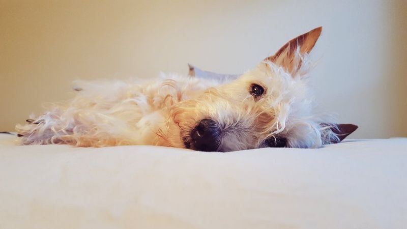Scottish Terrier: Dignified Distance-Keeper