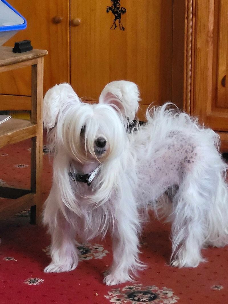 Chinese Crested
