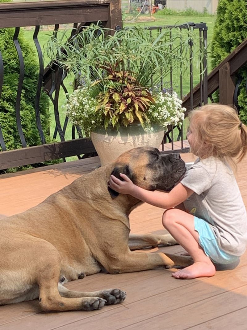 Bullmastiff