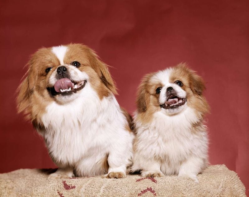Pekingese (Miniature variety): Lion-Hearted Royal Guardian
