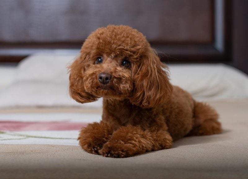 Curly Geniuses: Toy Poodles