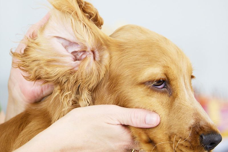 Matted Fur or Dirty Ears