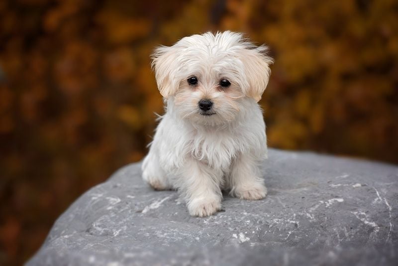 Maltese: The Living Cotton Ball With Constant Care Needs