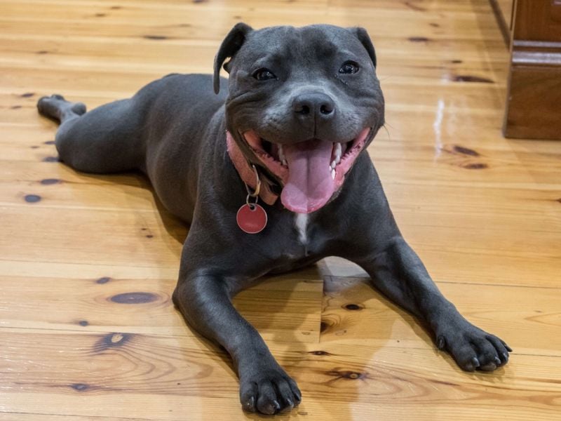 Staffordshire Bull Terrier: The Compact Companion