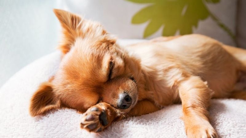 REM Sleep Is Less Intense