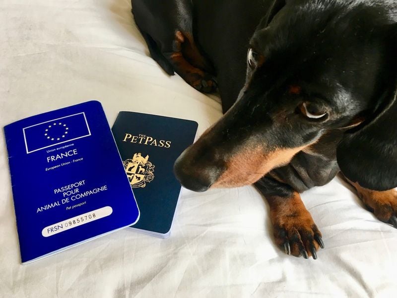 When Do You Need a Dog Passport?