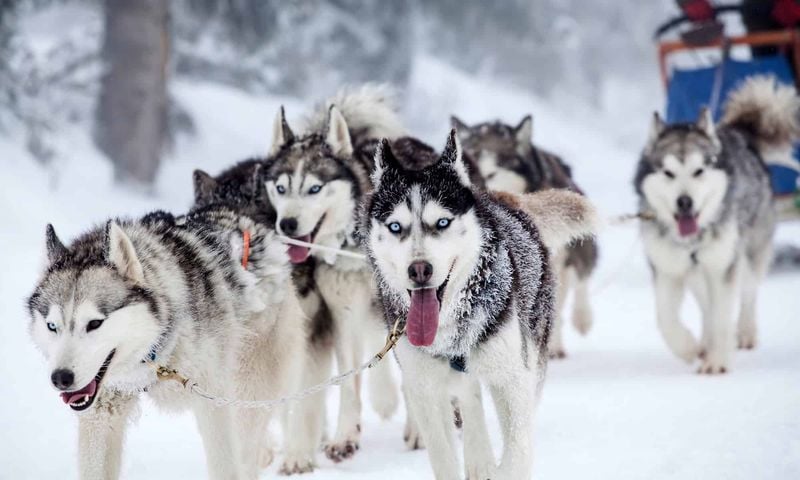 Siberian Husky