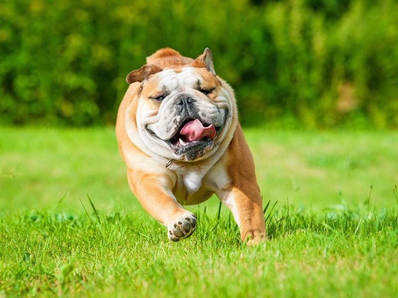 English Bulldog: Wrinkled Charmers with Shortened Stories