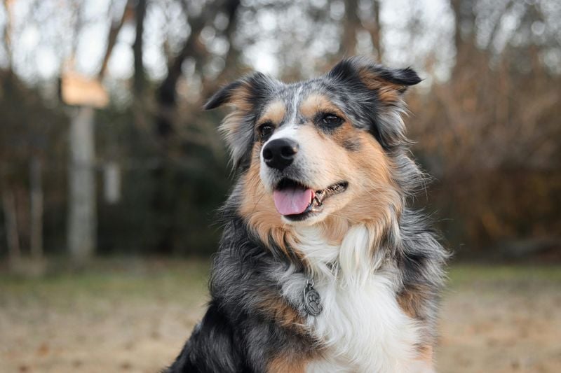 Genetic Temperament and Breed Tendencies