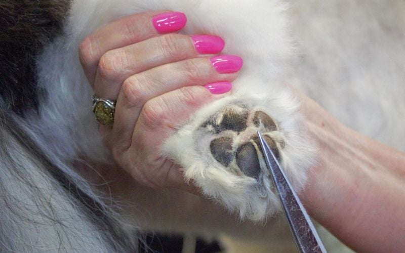 Poor Grooming Habits