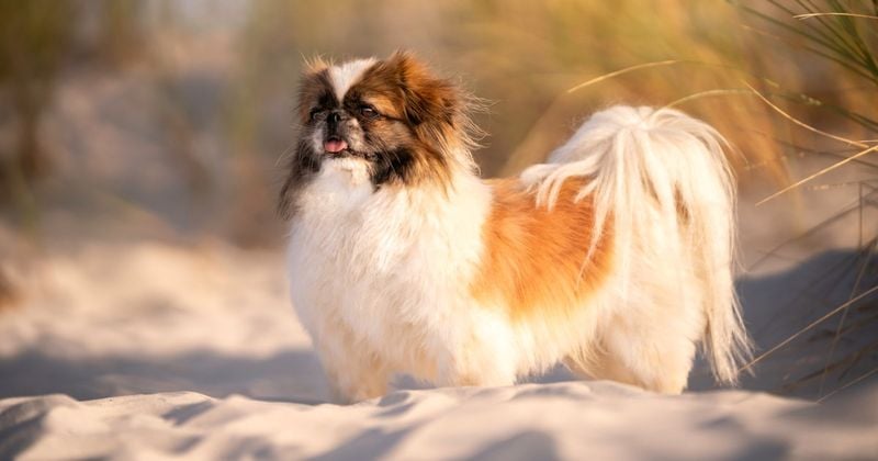 Pekingese