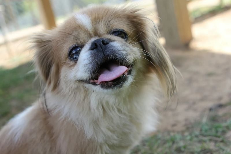 Pekingese's Struggle to Simply Exist