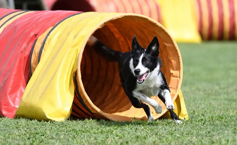 Border Collie