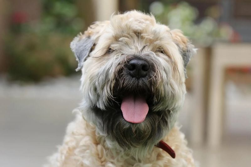 Soft-Coated Wheaten Terrier