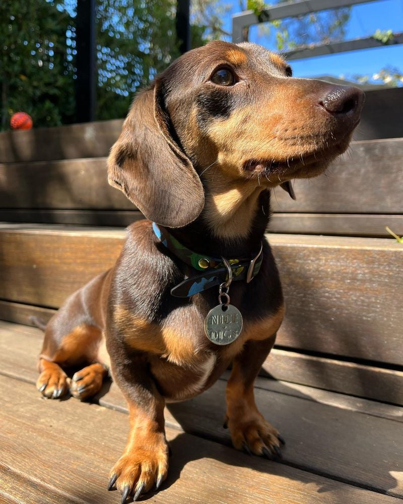 Dachshund