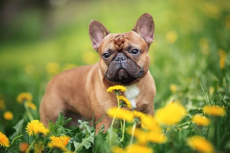French Bulldog: The Charming Comedian