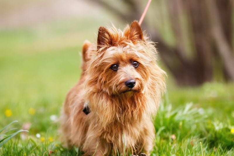 Australian Terrier: Aussie Toughness Equals Longevity