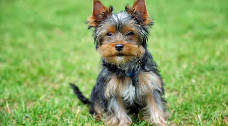 Yorkshire Terrier: Pocket-Sized Companion for the Long Haul